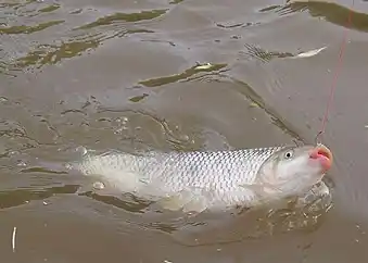 La CARU realizó una campaña de reproducción de peces del río Uruguay