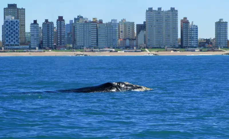 Volvieron las ballenas francas australes a la costa de Miramar