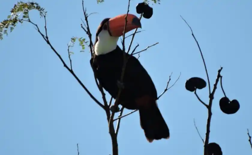 Sorpresiva aparición de tucanes en la ciudad de Corrientes