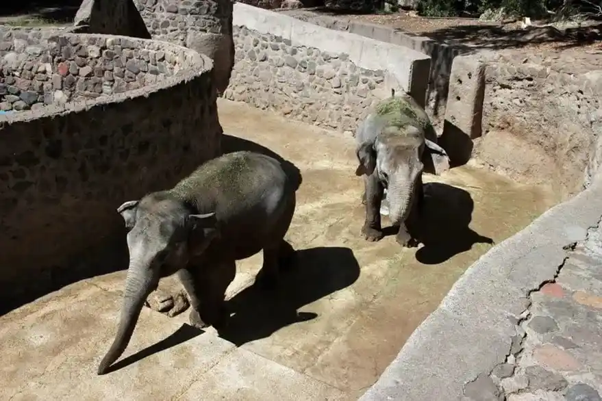 pocha elefante