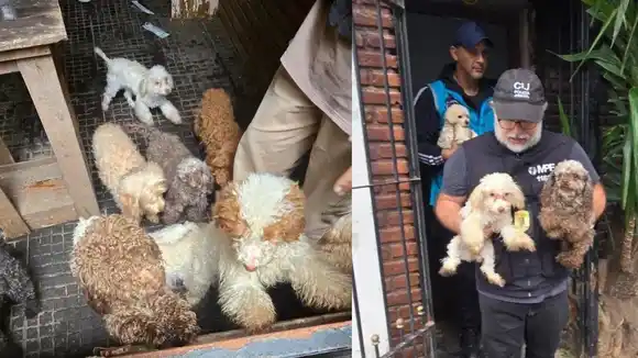 Desbarataron un criadero ilegal y rescataron 14 perros caniches en Flores