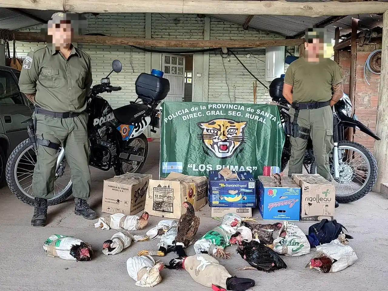 Incautaron casi 50 aves de riña y notificaron a un hombre por maltrato animal