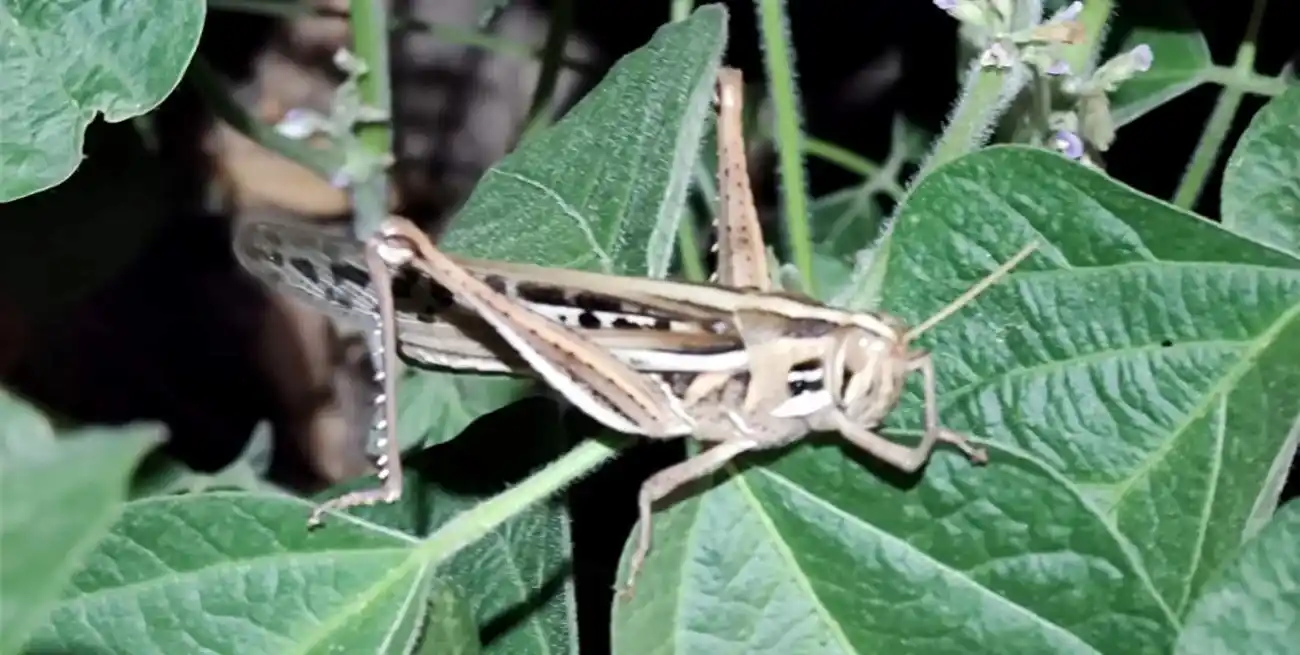 Según Senasa, no se encontraron elementos suficientes para emitir una alerta, pero sí se realizaron recomendaciones.