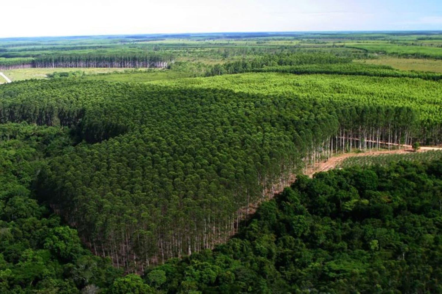 Jornada mundial contra el monocultivo de árboles