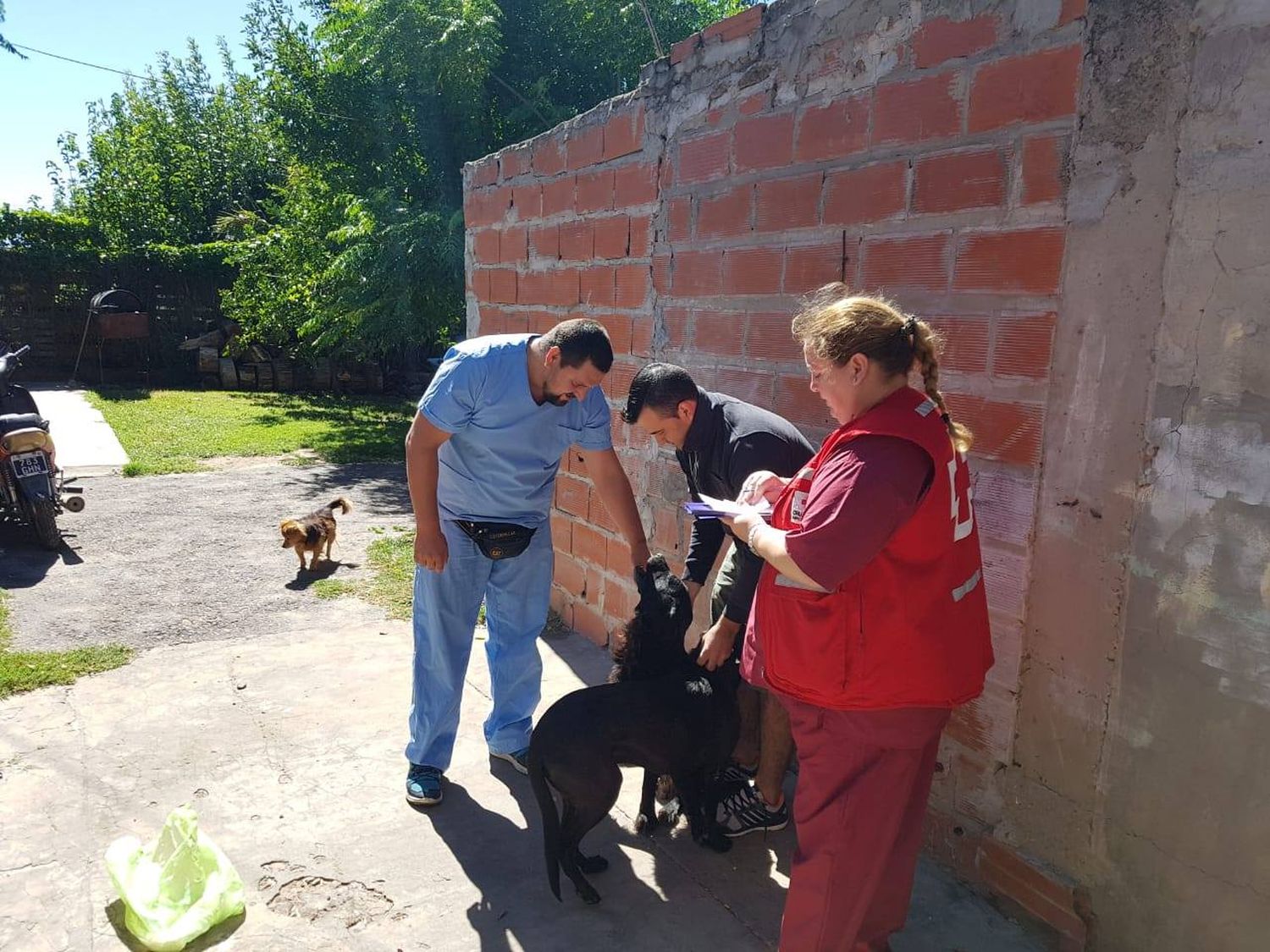Vacunan mascotas en el barrio Estrada