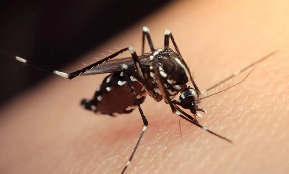 Piden "extremar medidas de prevención" para evitar enfermedades transmitidas por mosquitos