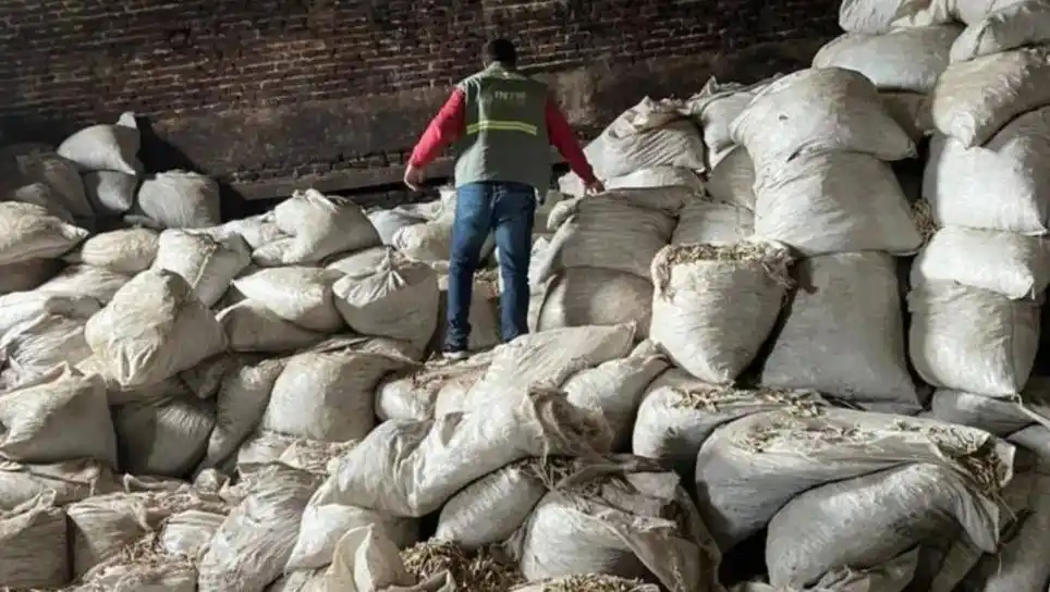 Hallan 50 mil kilos de palos y polvo de yerba mate en un secadero abandonado