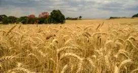 Exportación de trigo a Brasil supera las 3 mill/tn