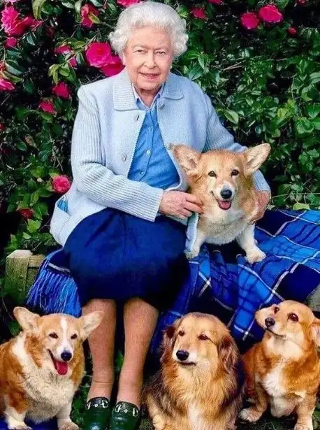 reina perros - 1