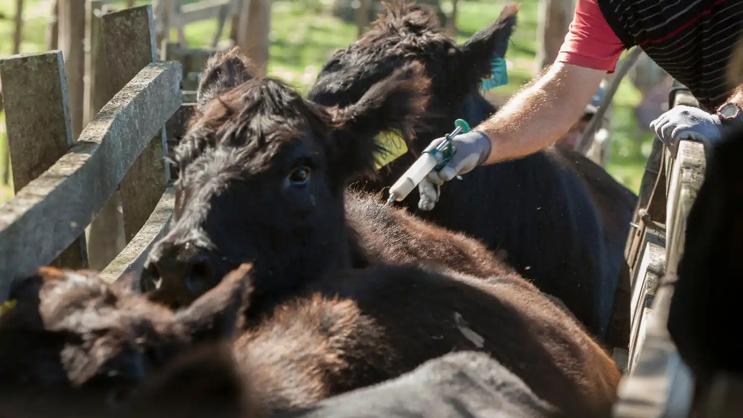 Un adecuado calendario sanitario es central en la producción ganadera.