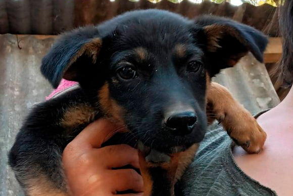 Necesitan voluntarios para bañar a los 200 perros del refugio