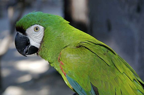 Brasil: atrapan a un "loro narco" que avisaba cuando venía la policía