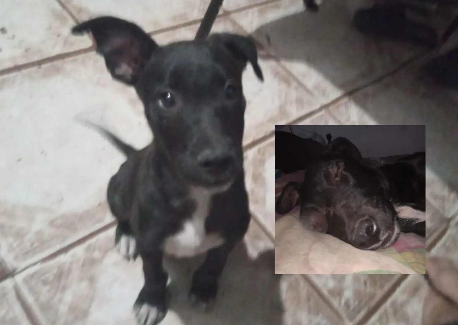 Gordo fue hallado el domingo por la tarde, golpeado y gravemente herido.