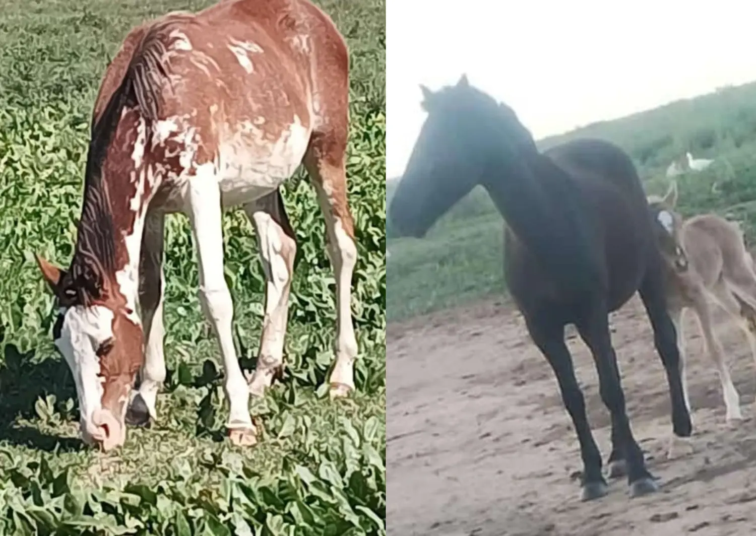 Buscan a caballos perdidos en Bajo Cementerio