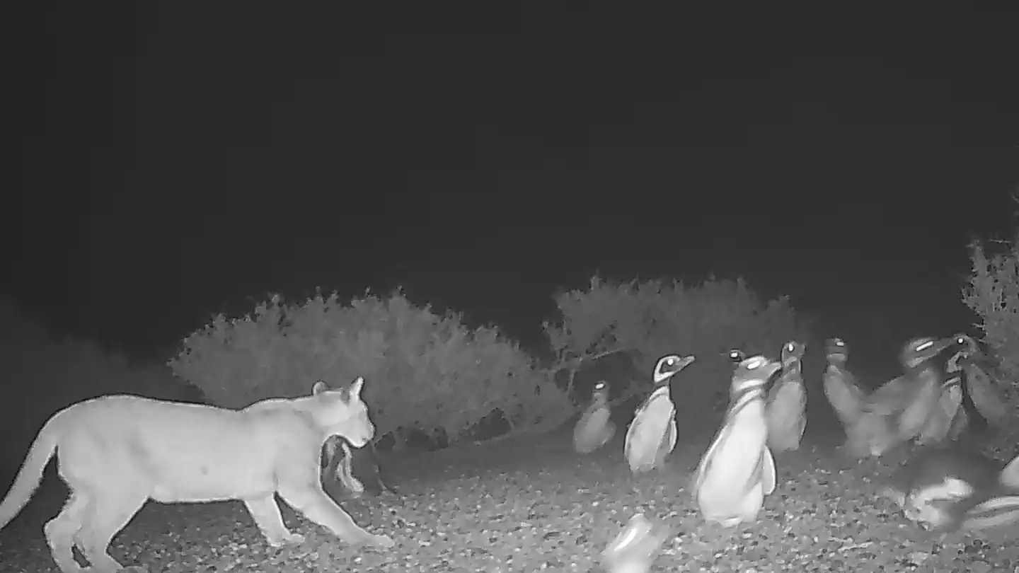puma cazando pinguinos