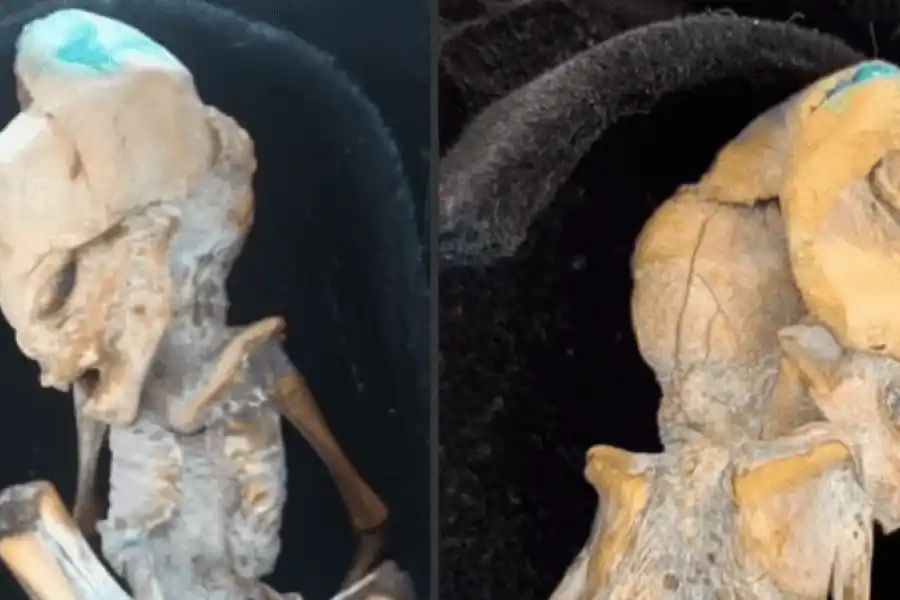 Hallaron un raro espécimen momificado y dicen que sería un "extraterrestre"