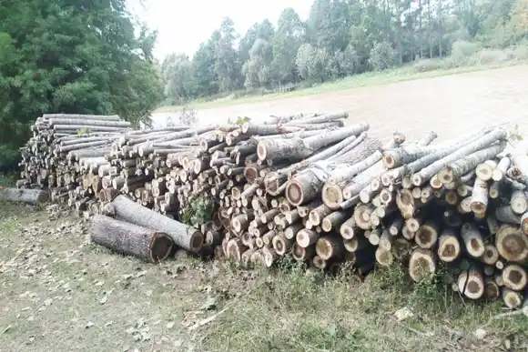 Se reactiva el vivero forestal Delta en Villa Paranacito