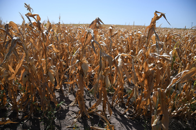 Emergencia Agropecuaria en Santa Fe: cuatro departamentos afectados por la sequía
