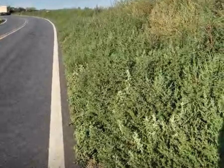 Ruta 33 pastizales