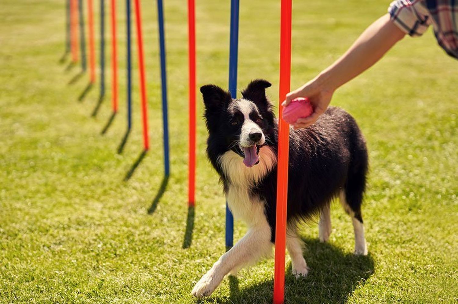 La jornada contará con una exhibición de Agility, un deporte que consiste en la superación de obstáculos.