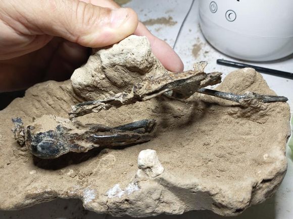 Hallan en San Pedro el pájaro carpintero fósil más completo de Sudamérica