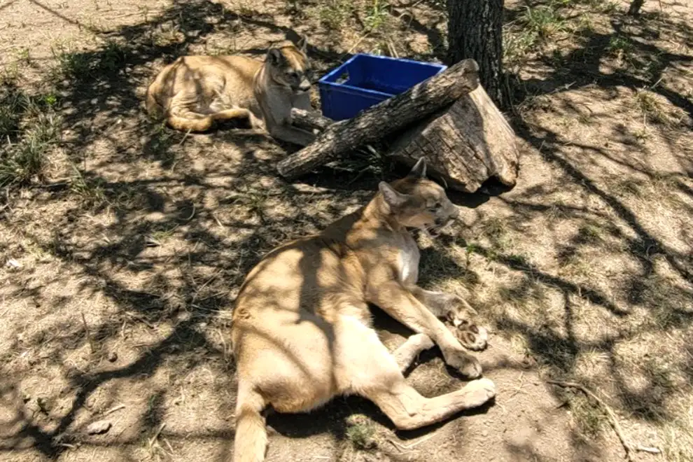 Pumas
