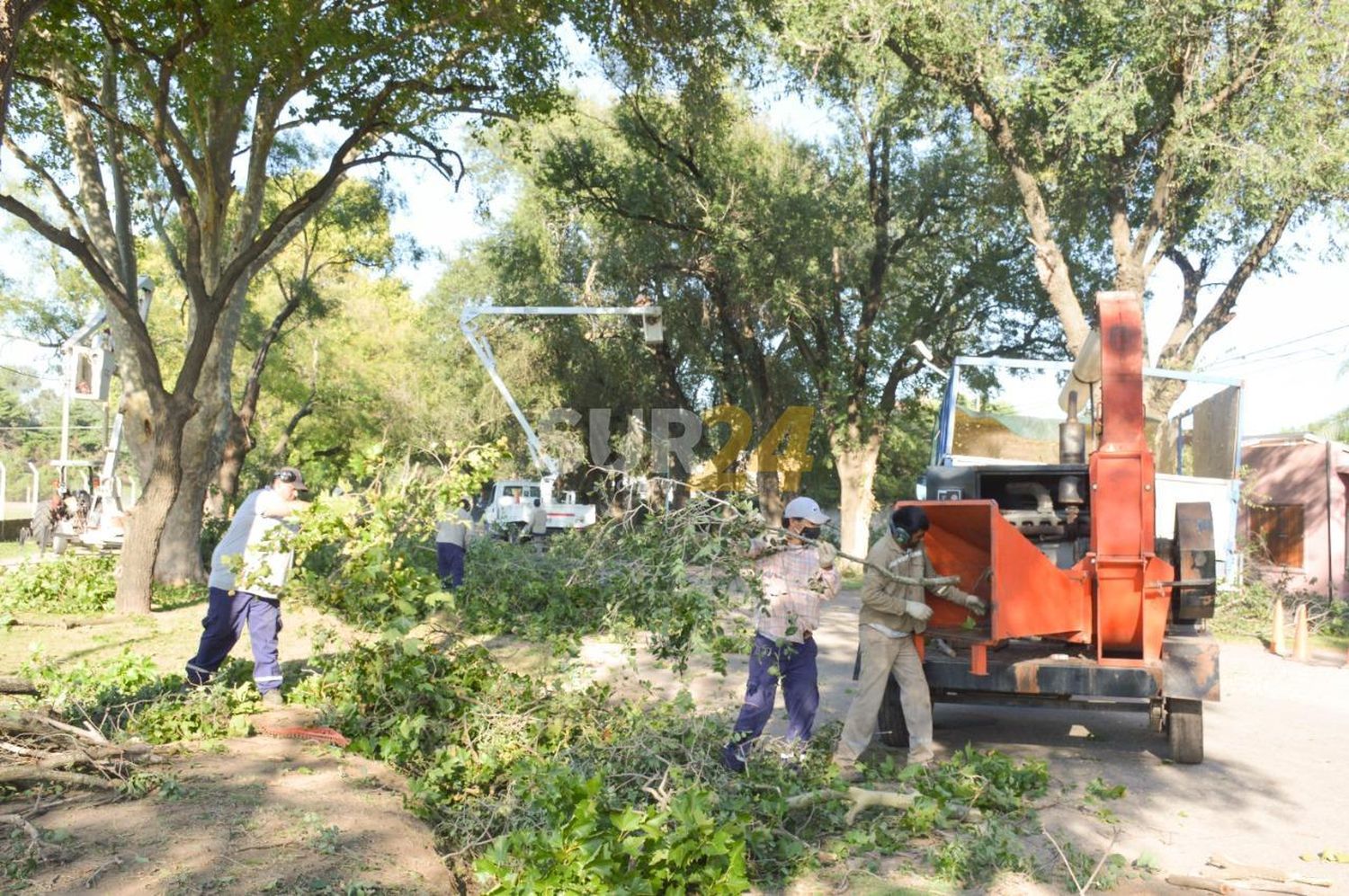 Desde el Municipio volvieron a solicitar máximos cuidados con el arbolado público