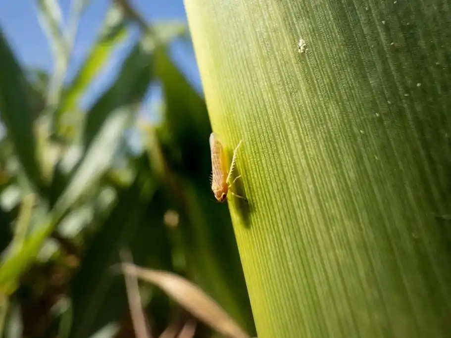 Monitoreo de plagas y ensayos, principales tareas del INTA local