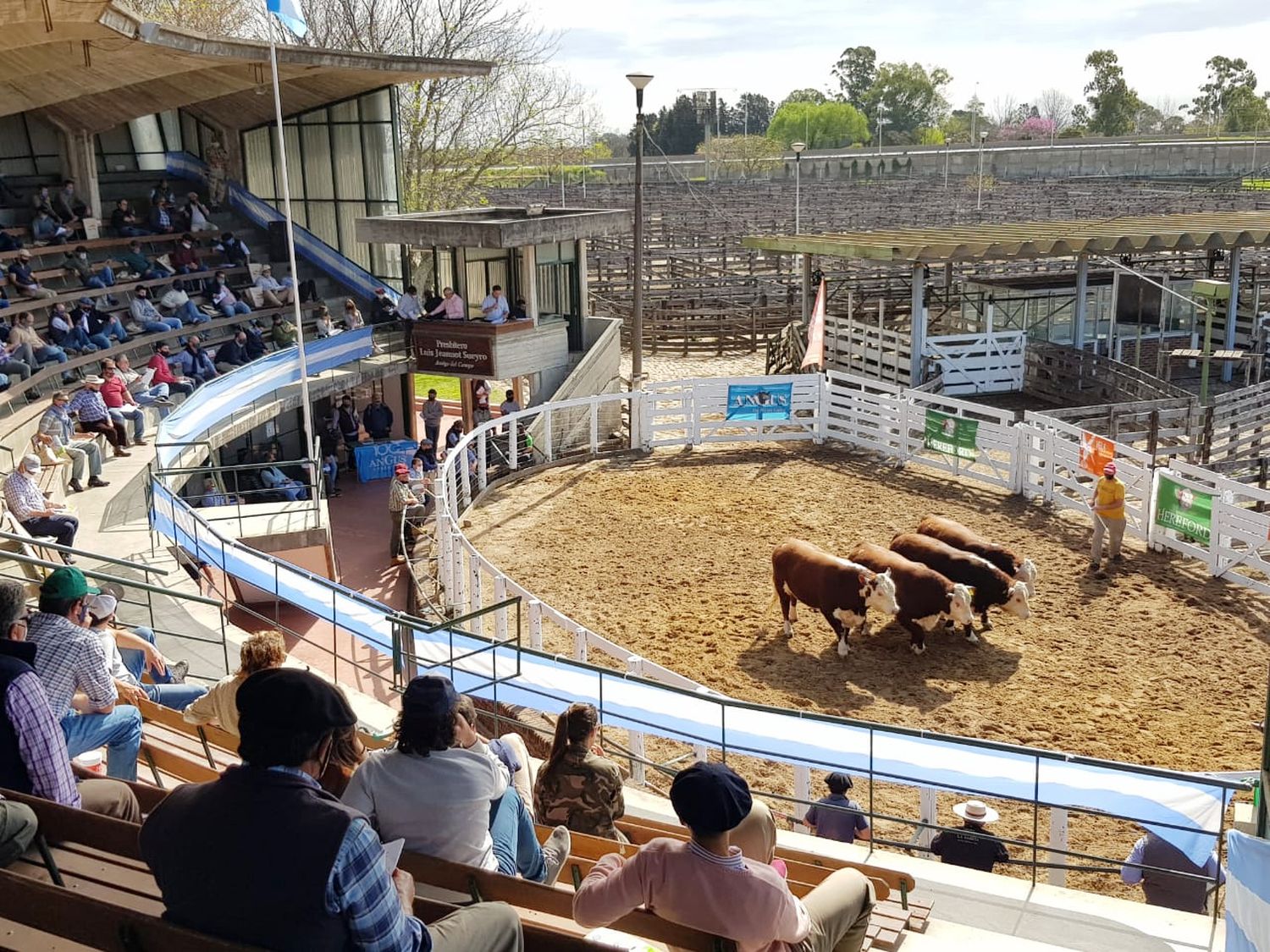 Agosto: escasez de oferta, devaluación y suba de costos llevaron a la hacienda hacia arriba