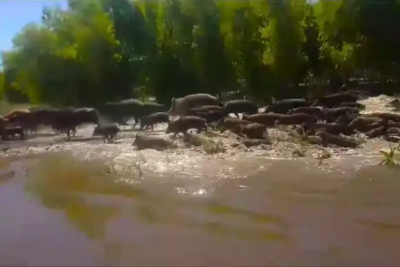 VIDEO | Un grupo de jabalíes atacaron a un hombre y provocaron una emergencia ambiental en Entre Ríos