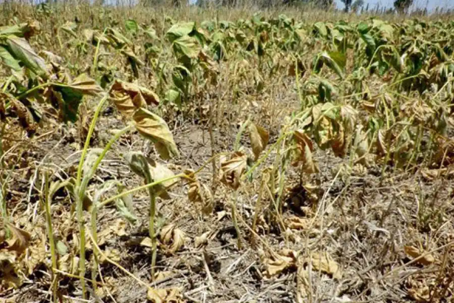 Por la sequía, Economía prorrogó la emergencia agropecuaria en Santa Fe
