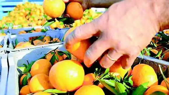  La situación de la citricultura puede tornarse insostenible