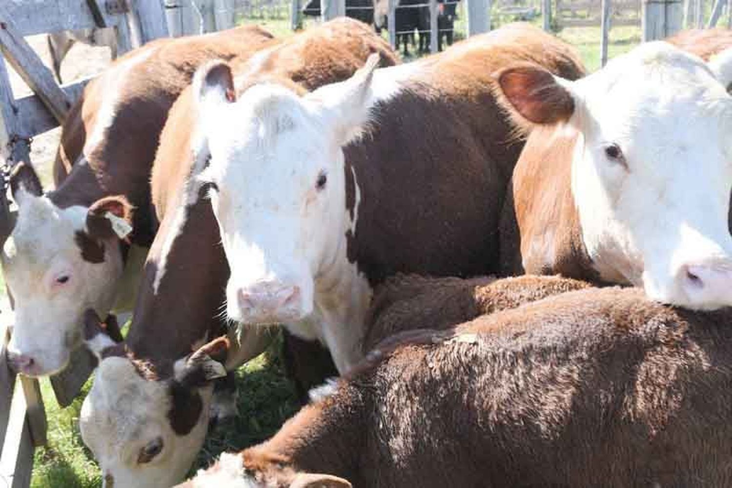 Jura de bovinos y ovinos en la 129° Exposición de Ganadería Industria y Comercio