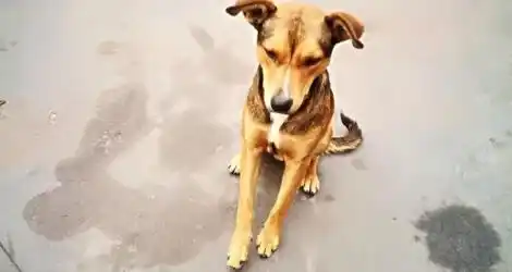 Mascota encontrada