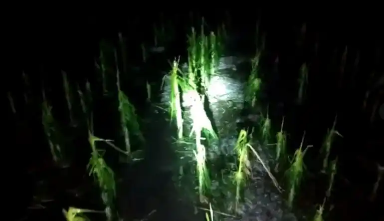 Un tornado con granizo arrasó cultivos y rompió estructuras en el departamento de Nogoyá