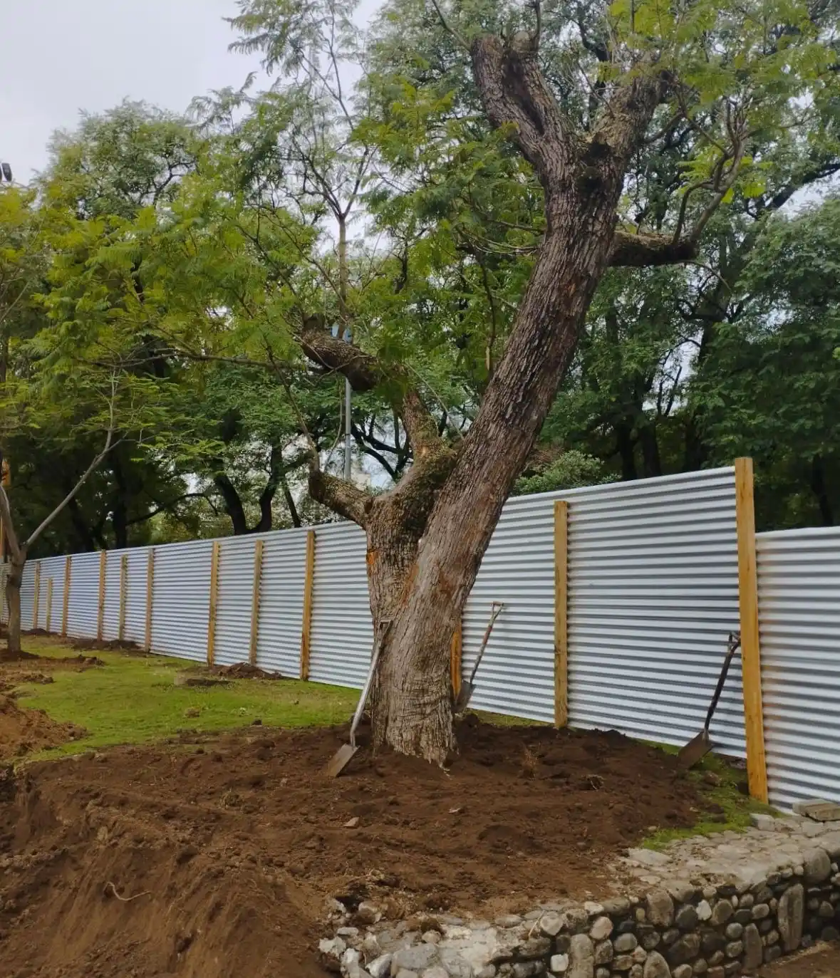 arboles plaza civica