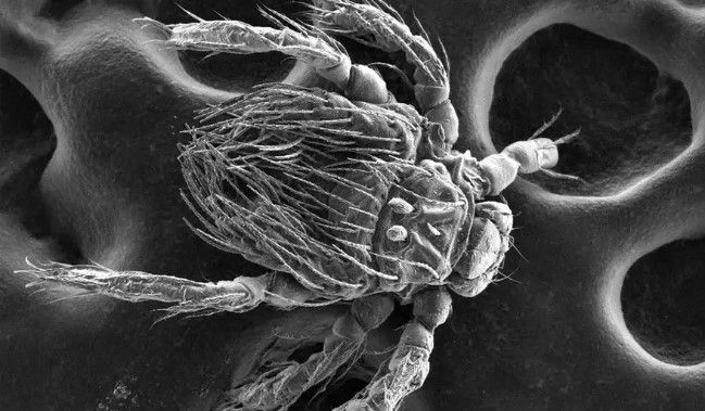 El Herpetacarus antarctica transmite la Orientia en Chile.