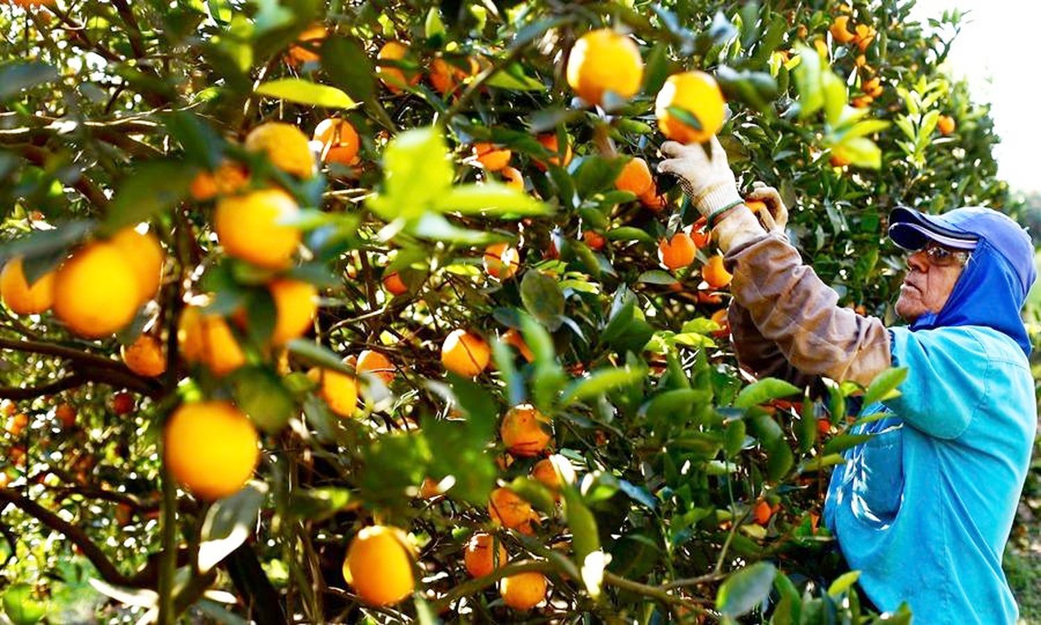 La producción de cítricos destinada mayormente a jugo ante la falta de mercados