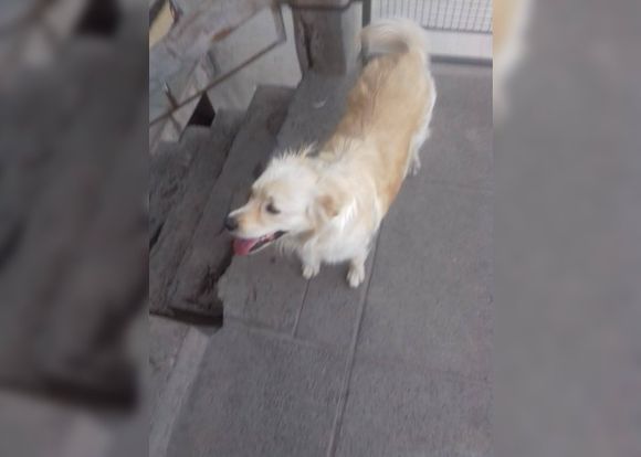 Su familia lo busca