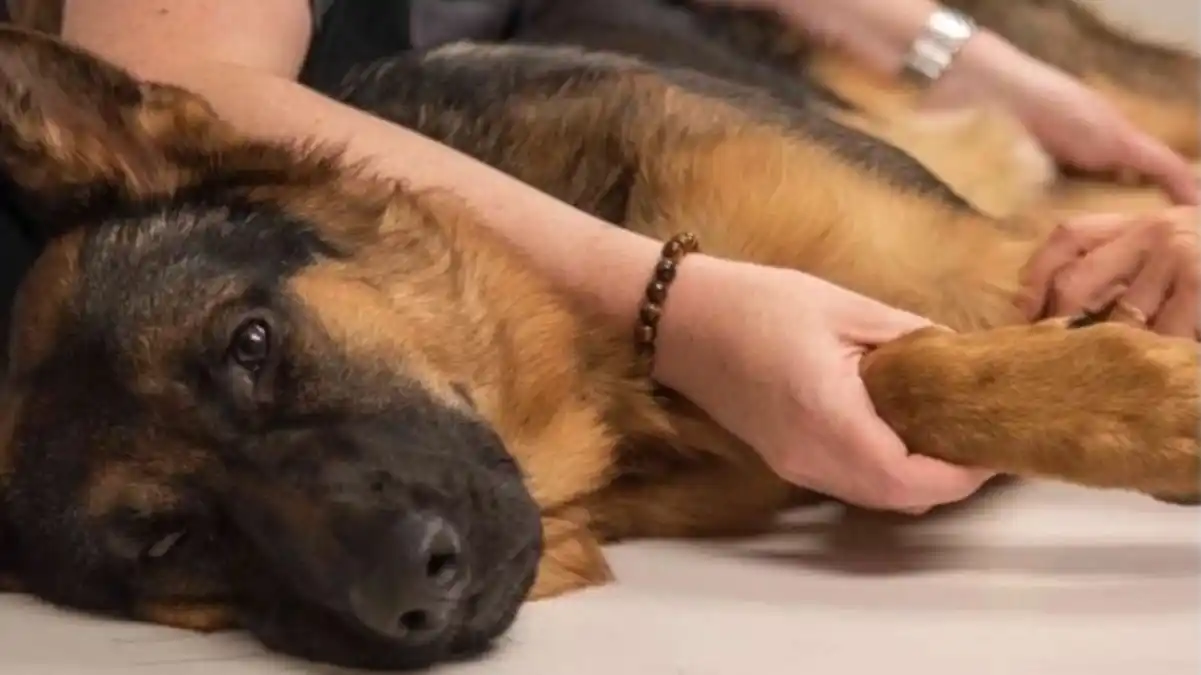 ¡DE MALAS PULGAS! APUÑALÓ A PERRO DE VECINO porque le ladraba a su mascota