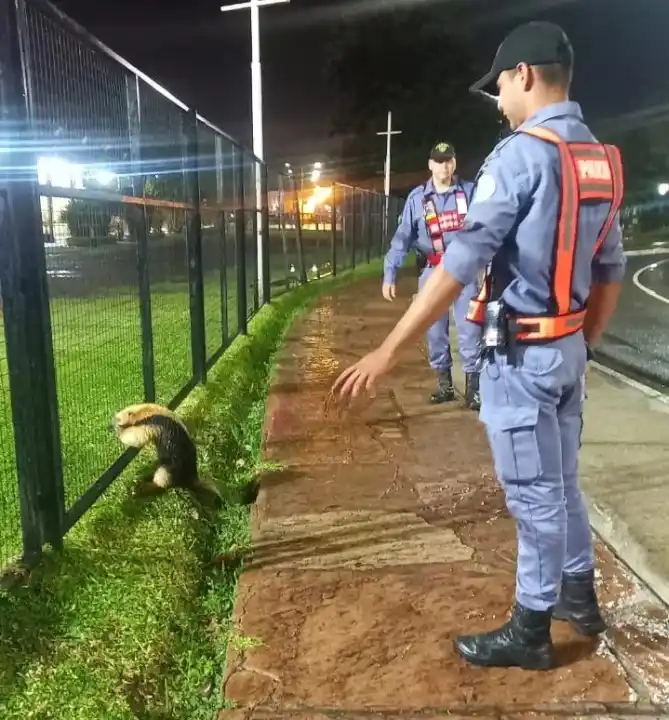 La Policía rescató a un oso melero en la Costanera