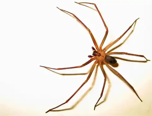 Las arañas lideran las consultas por picaduras en el Hospital de Niños de La Plata