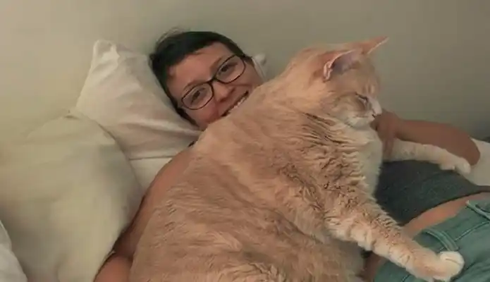 La historia de Bronson: el gato gordo que que hace dieta para bajar de peso