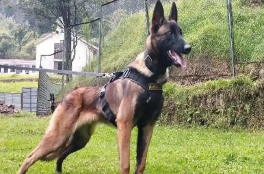 “Fue imposible”: abandonan la búsqueda de Wilson, el perro que ayudó a encontrar a los hermanitos de Colombia