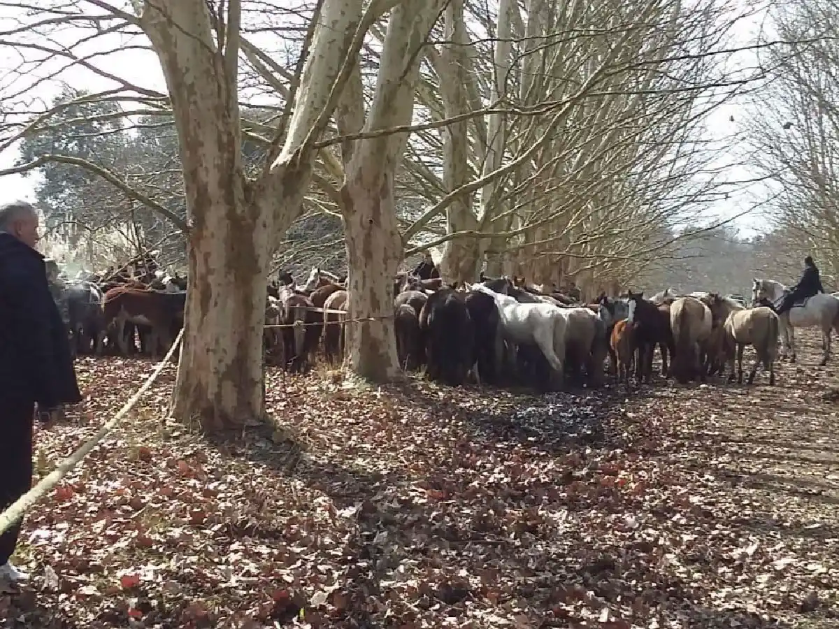 Rescataron 420 caballos de un campo de Ezeiza 