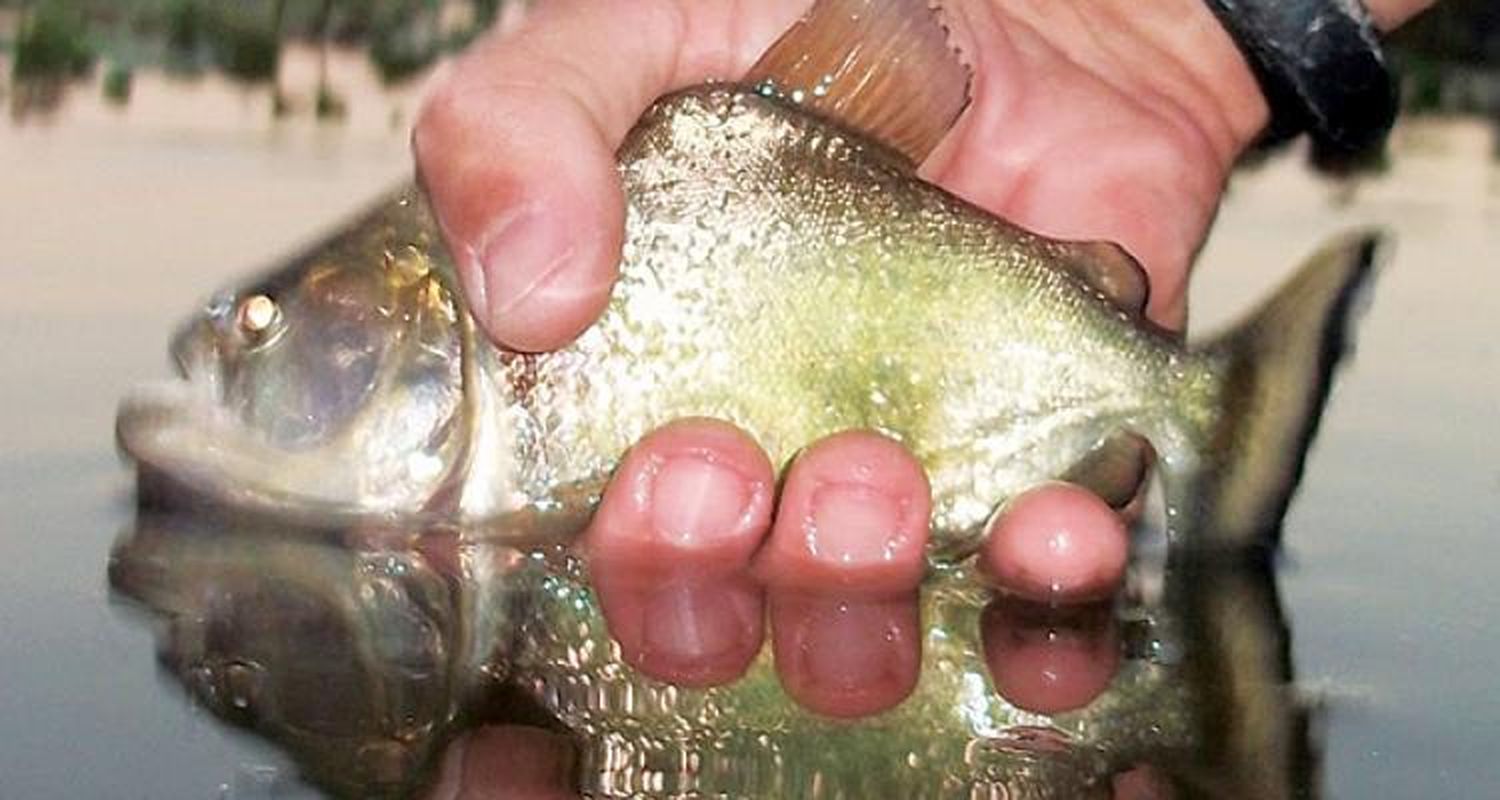 Prefectura en “alerta” por ataque de palometas