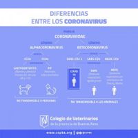 El Colegio de Veterinarios tranquilizó ante los primeros casos de Covid-19 en gatos