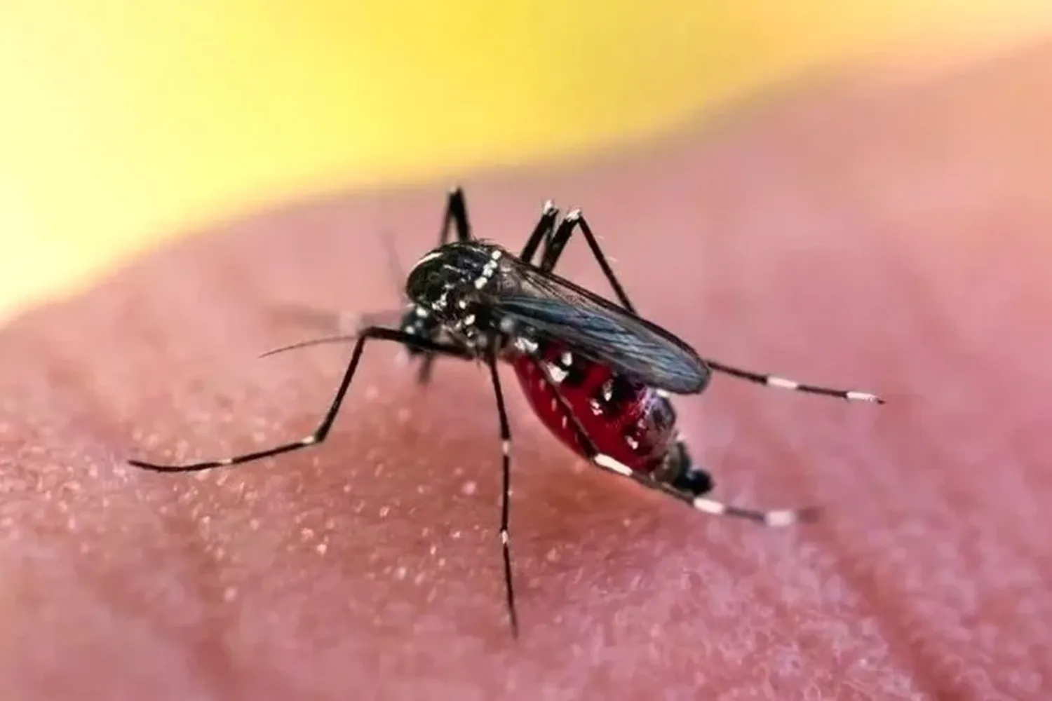 dengue santa fe - 2