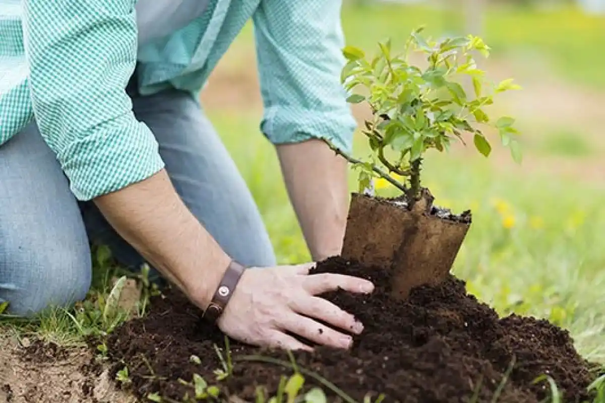 Con una plantación de árboles, se conmemoró el Día de la Conciencia Ambiental