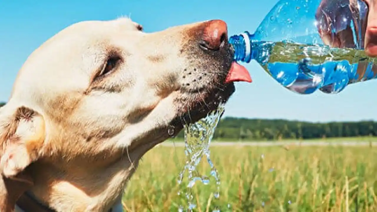 Proveer de agua fresca y limpia a las mascotas.
